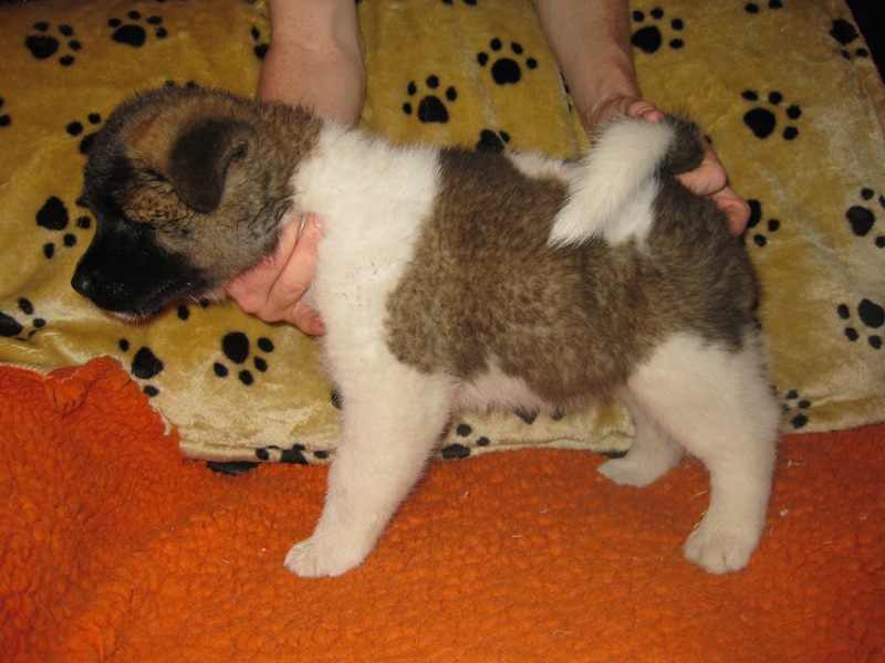 Puppies